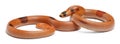 Tricolor sunrise patternless reverse Honduran milk snake, Lampropeltis triangulum hondurensis Royalty Free Stock Photo