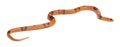 Tricolor sunrise reverse Honduran milk snake, Lampropeltis triangulum hondurensis