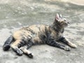 Tricolor tabby cat is laying on the floor