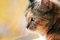 Tricolor tabby cat looks out of the window