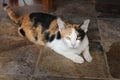 Tricolor tabby cat lying on a floor