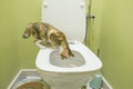 A tricolor tabby cat in the toilet peeks into the toilet bowl