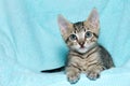 Tricolor tabby kitten laying on aqua teal blanket