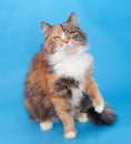 Tricolor thick fluffy cat on blue