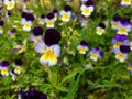 Tricolor violet flowers