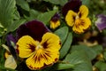 Tricolor violet, or pansies Latin VÃÂ­ola trÃÂ­color, blooms in the garden of a country house.