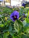 Tricolor violet in the park