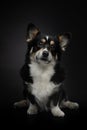 Tricolor welsh corgi pembroke on black background. portrait of a dog in studio