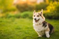 Tricolor welsh corgi pembroke dog sitting on a grass portrait