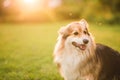 Tricolor welsh corgi pembroke dog sitting on a grass portrait