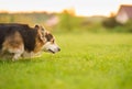 Tricolor welsh corgi pembroke dog sitting on a grass portrait