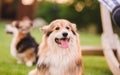 Tricolor welsh corgi pembroke dog sitting on a grass portrait