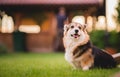 Tricolor welsh corgi pembroke dog sitting on a grass portrait