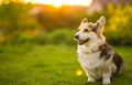 Tricolor welsh corgi pembroke dog sitting on a grass portrait