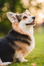 Tricolor welsh corgi pembroke dog sitting on a grass portrait