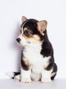 tricolor welsh corgi puppy
