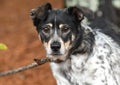 Tricolored Australian Cattle Dog Heeler mix outside on leash