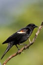 Tricolored Blackbird Royalty Free Stock Photo