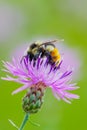 Tricolored bumble bee on purple flower at the Crex Meadows Wildlife Area in Wisconsin