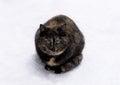 Tricolored cat on snow background Royalty Free Stock Photo