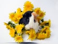 A tricolored guinea pig surrounded by yellow dandelions