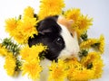 A tricolored guinea pig surrounded by yellow dandelions