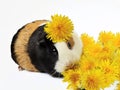 A tricolored guinea pig surrounded by yellow dandelions