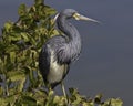 Tricolored heron Royalty Free Stock Photo