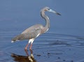 Tricolored Heron