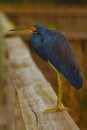 Tricolored Heron Royalty Free Stock Photo