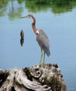 Tricolored Heron