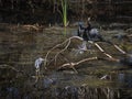 A Tricolored Heron and an Anhinga Basking in the Sun Royalty Free Stock Photo