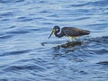 Tricolored Heron as Water Drips from its Beak Royalty Free Stock Photo