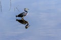 Tricolored Heron on Blue at Myakka