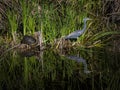 Tricolored Heron and a Box Turtle Reflecting in the Swamp Royalty Free Stock Photo