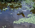 Tricolored Heron in Duckweed Swamp Garden