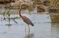 Tricolored Heron Egreta tricolor Immature