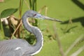 Tricolored Heron (Egretta tricolor) Royalty Free Stock Photo