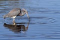 Tricolored Heron (Egretta tricolor) Royalty Free Stock Photo