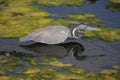 Tricolored Heron (Egretta tricolor) Royalty Free Stock Photo