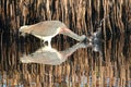 Tricolored Heron (Egretta tricolor) Royalty Free Stock Photo