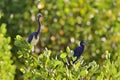 Tricolored Heron (Egretta tricolor) and blue little heron Royalty Free Stock Photo