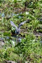 Tricolored heron (Egretta tricolor) flapping wings in wetland Royalty Free Stock Photo