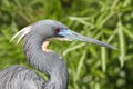 Tricolored Heron (Egretta tricolor) Royalty Free Stock Photo