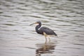 Tricolored heron Egretta tricolor forages for fish Royalty Free Stock Photo