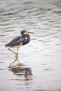 Tricolored heron Egretta tricolor forages for fish Royalty Free Stock Photo