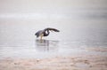 Tricolored heron Egretta tricolor forages for fish Royalty Free Stock Photo