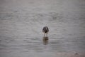 Tricolored heron Egretta tricolor forages for fish Royalty Free Stock Photo