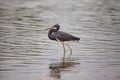 Tricolored heron Egretta tricolor forages for fish Royalty Free Stock Photo