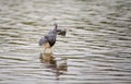 Tricolored heron Egretta tricolor forages for fish Royalty Free Stock Photo